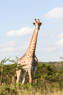 Giraffe in nature outdoor safari reserve park in Africa