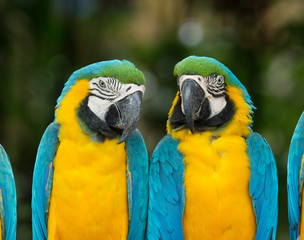 macaw