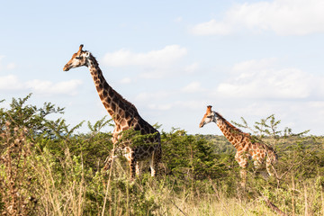 Giraffe in nature outdoor safari reserve park in Africa