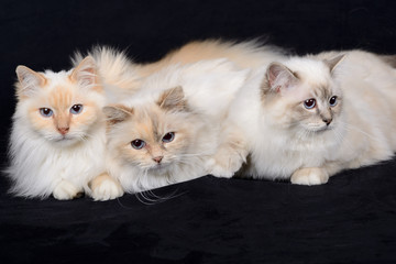 portrait de chats birman