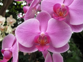 Garden: exotic orchid grown in greenhouse environment