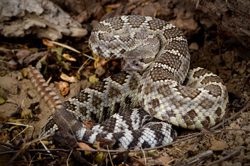 Rattlesnake coiled to strike.