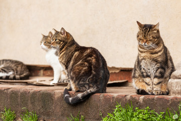 Straßenkatzen