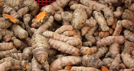 Fresh Turmeric Roots