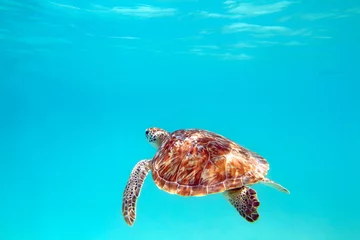 No drill roller blinds Tortoise Turtle, underwater shot, shallow focus, Riviera Maya