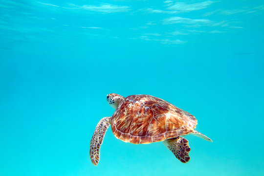 Turtle, underwater shot, shallow focus, Riviera Maya