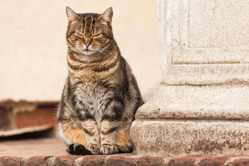 niedliche Straßenkatze schläft im Sitzen