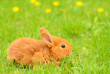 Baby bunny sitting in spring grass