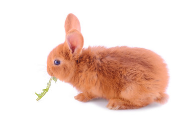 Naklejka premium Baby bunny isolated on white background