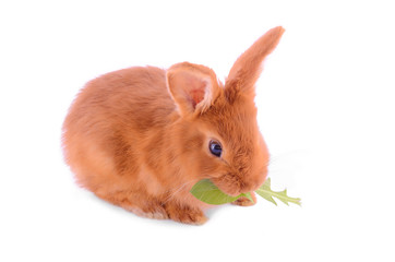 Baby bunny isolated on white background