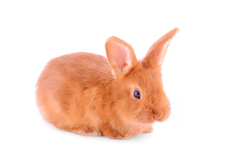Obraz premium Baby bunny isolated on white background