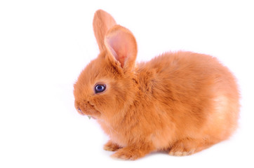 Baby bunny isolated on white background