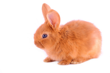 Naklejka premium Baby bunny isolated on white