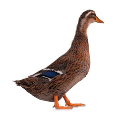 Domestic duck