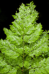 Naklejka na ściany i meble Fresh green fern leaves for background use