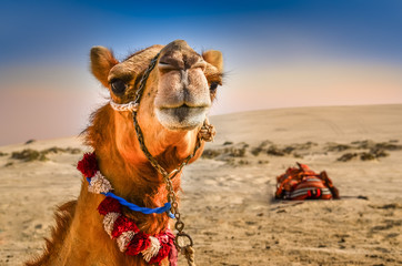 Detail van kameelkop met grappige uitdrukking