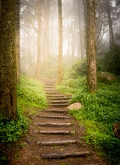 Fototapeten Treppen, die den Hang im Wald in Richtung Sonnenuntergang hinaufgehen © Ruslan Gilmanshin