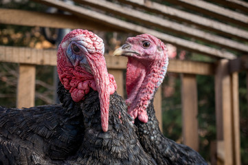 two turkeys