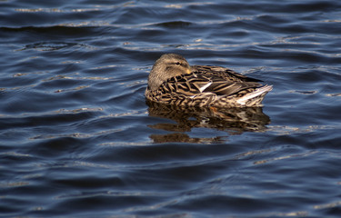 kaczka © Henryk Olszewski