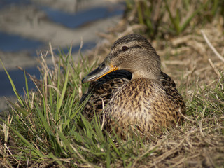 kaczka © Henryk Olszewski