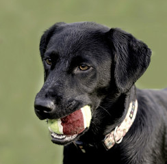 labrador with ball