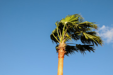 Naklejka premium Palm Tree Blowing In The Wind