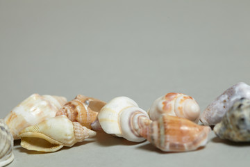 frame made ​​of shells