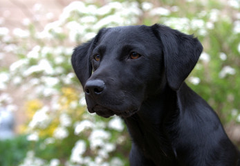 puppy in garden