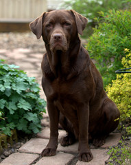 chocolate labrador