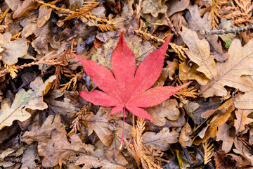 Red maple leaf on forest floor