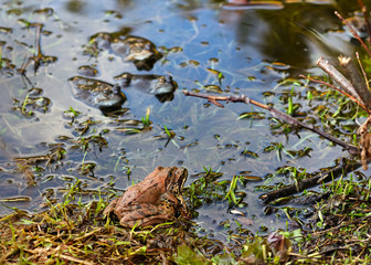 Couple of frogs joined together in a pond  in spring
