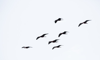 glossy ibis - obrazy, fototapety, plakaty