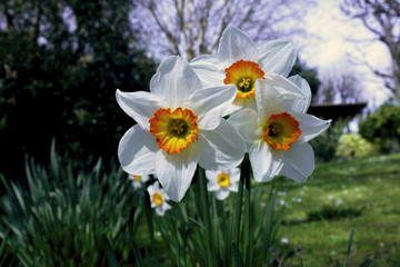 Jonquilles blanches Narcisse Narcissus jonquilla fleur