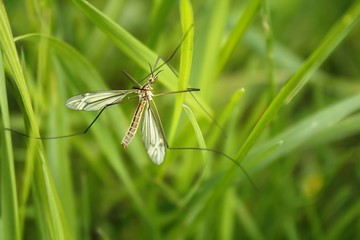 Schnake im Gras / crane fly in the grass