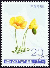 Fototapeta premium Opium poppy, Papaver somniferum (North Korea 1974)