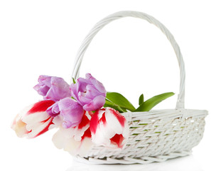 Fototapeta na wymiar Beautiful tulips in wicker basket, isolated on white
