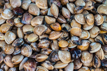 Clams in the market