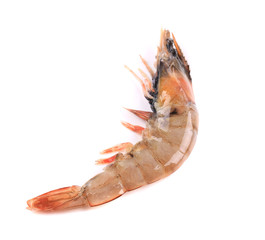 Close up of fresh shrimp