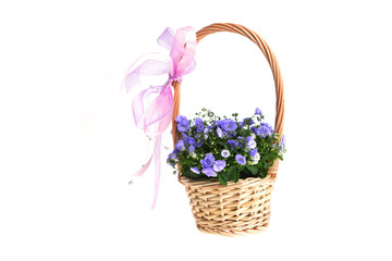 campanula bellflowers