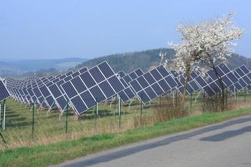 Many solar panels and a flowering tree