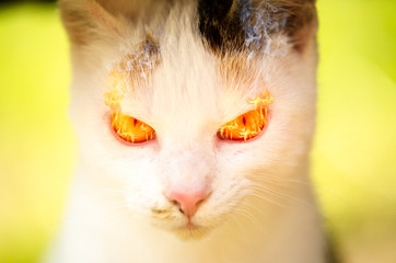 Bad kitten