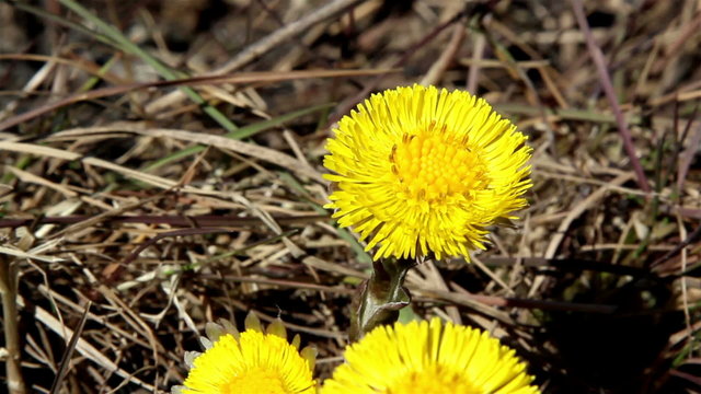 Yellow coltsfoot on the ground