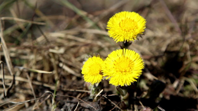 Lots of yellow coltsfoot on the ground