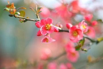 Obraz premium springtime