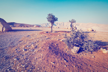 Olive Tree