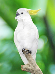 large white parrot sitting on a branch