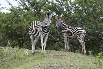 Fototapeta na wymiar zebra w Park Narodowy Krugera