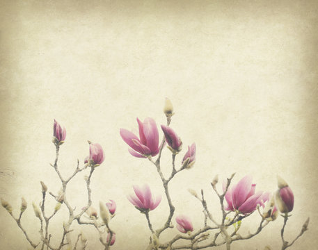 Fototapeta Pink magnolia flowers on old paper background