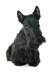 Scottish Terrier