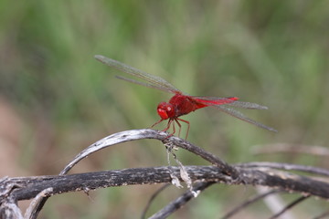 Green Dragonfly Perched on a twig.